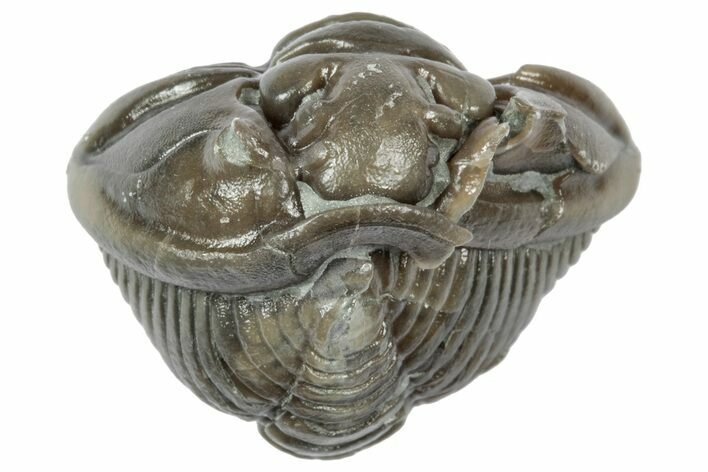 Wide Enrolled Flexicalymene Trilobite - Mt Orab, Ohio #358124